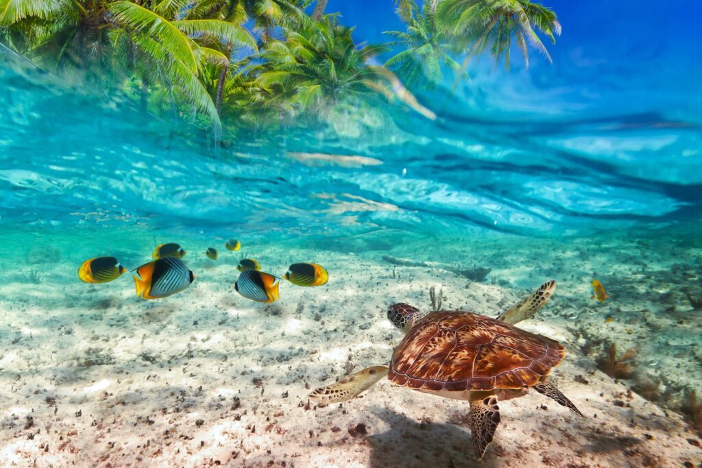 Cárcel para quienes contaminen el mar en Quintana Roo